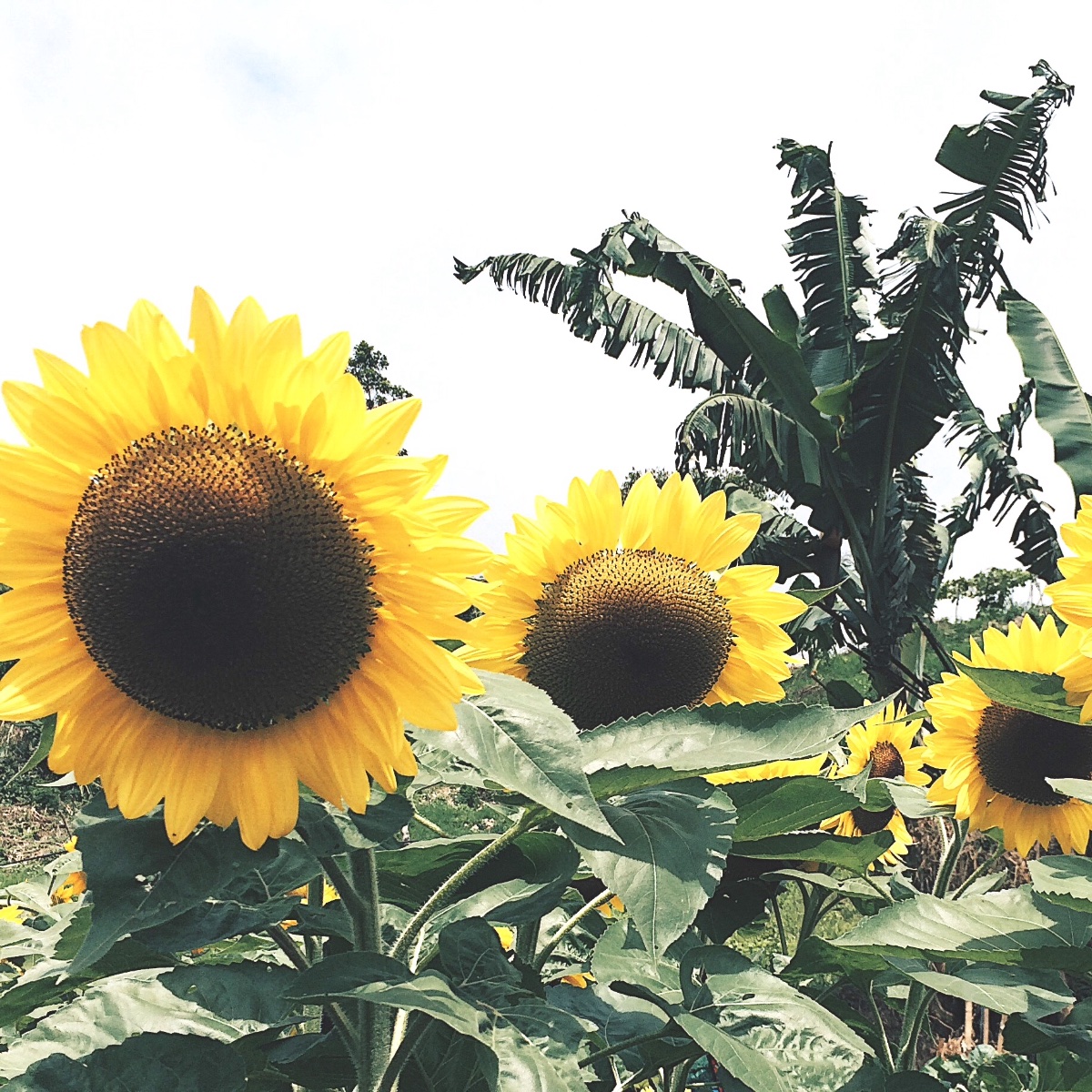 sunflowers