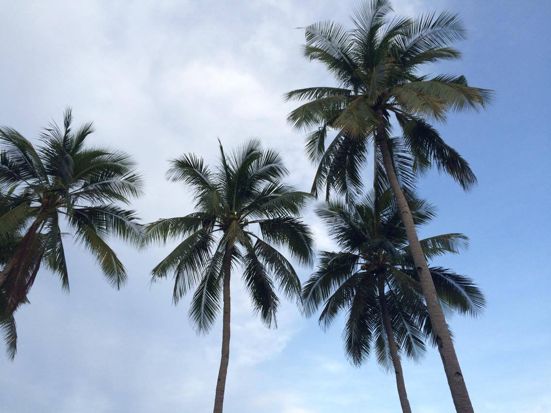 the sky so blue the trees so green