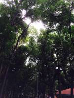 Green lights