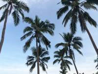 coconut trees #nofilter #nature #natural