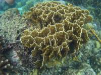 Coral reefs