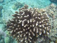 Coral reefs