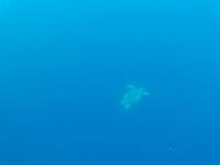 Turtle Watching #Moalboal