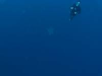 Turtle Watching #Moalboal