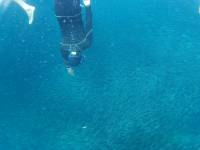 Sardines