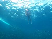 Swimming with Sardines