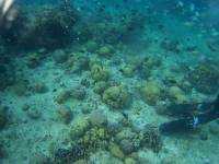 Snorkeling at Fish Sanctuary