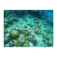 Snorkeling with Sardines
