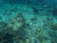 Snorkeling at Fish Sanctuary