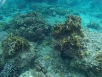 Coral reefs