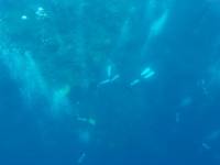 Scuba divers