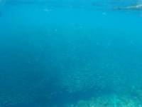 Sardines