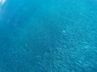 Sardines
