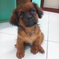 Meet Chaka