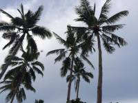 Coconut trees #nofilter #morningshot