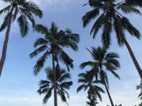 coconut trees #nofilter #nature #natural