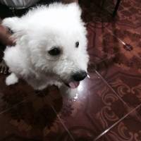 so friendly to strangers #dog #bff