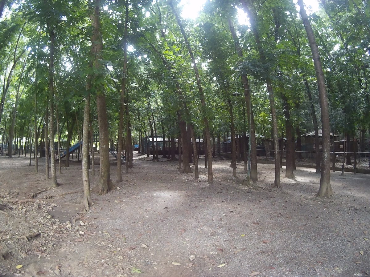 trees