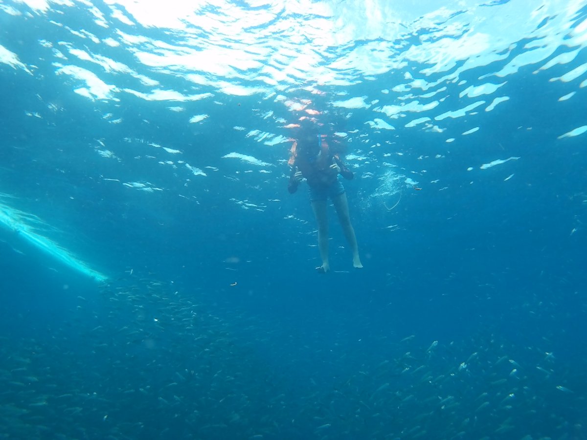 with the Sardines