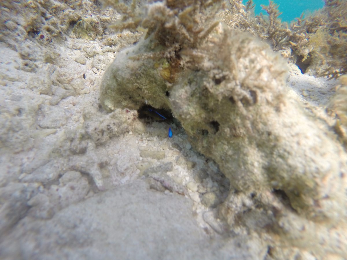 Philippines, underwater, photography