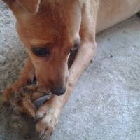 Dog, cute