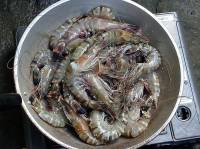 shrimp, bowl, yum