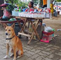 Doggy guard,  on duty,  street life