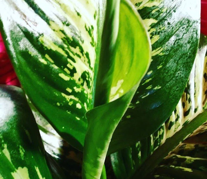 Indoor plants, new leaf 