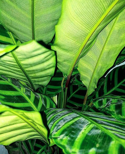 nature truly is amazing 