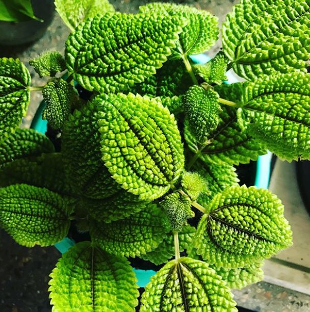 plants