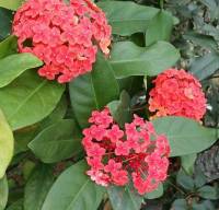 Red santan 