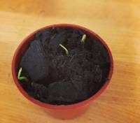 tiny seedlings
