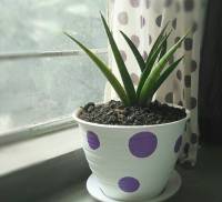 plant in my room, sansievera