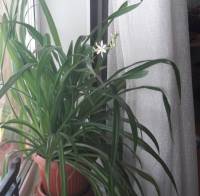 plants in my room 