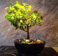 cutie bonsai 