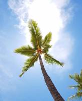palm tree, sunday noon