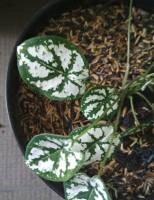 love plants 