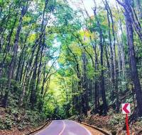 when in bohol, vacation, forest