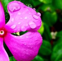 drops on flower 