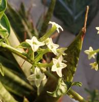 night blooming jasmine 