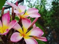 colorful calachuchi