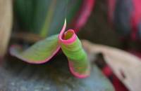 its leaf, wow 