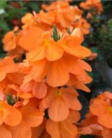 crossandra 