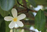 flower photography
