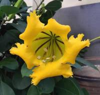tropical flower, yellow flower