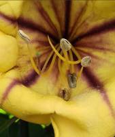 Solandra grandiflora 
