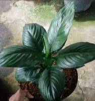 green plants 