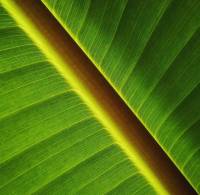 just leaf, banana leaf