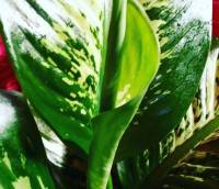Indoor plants, new leaf 