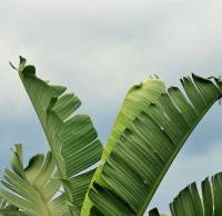 Capturing the beauty of simplicity